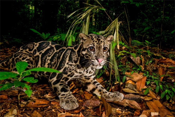 صور نادرة تعطي لمحة عن حياة القطط البرية في غابات ماليزيا الاستوائية صورة رقم 1