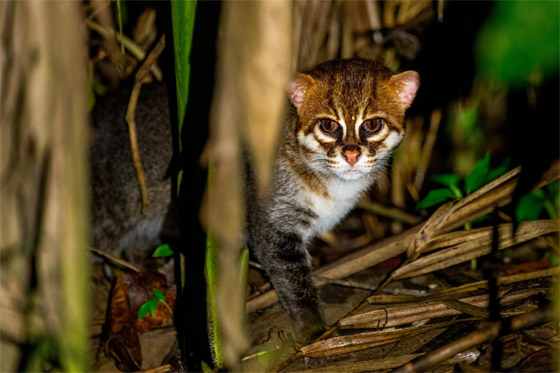صور نادرة تعطي لمحة عن حياة القطط البرية في غابات ماليزيا الاستوائية صورة رقم 2