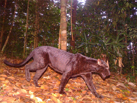 صور نادرة تعطي لمحة عن حياة القطط البرية في غابات ماليزيا الاستوائية صورة رقم 5