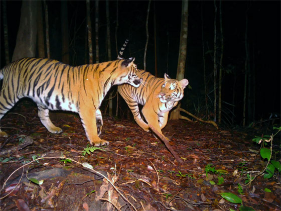 صور نادرة تعطي لمحة عن حياة القطط البرية في غابات ماليزيا الاستوائية صورة رقم 6
